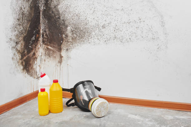 Best Certified Mold Removal  in Muhlenberg Rk, PA