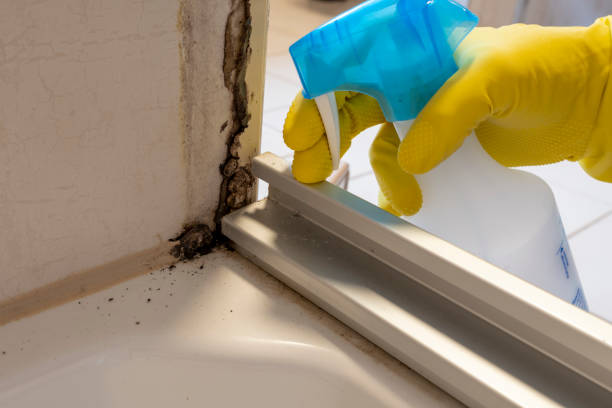 Best Local Mold Removal Service  in Muhlenberg Rk, PA