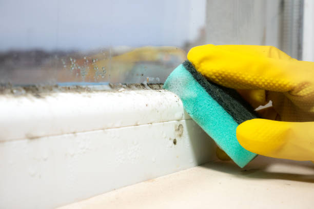 Office Mold Removal Services in Muhlenberg Park, PA