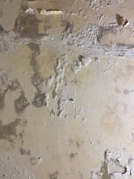 Best Mold Cleaning Services  in Muhlenberg Rk, PA