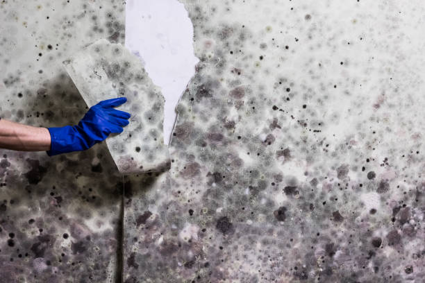Best Residential Mold Removal  in Muhlenberg Rk, PA