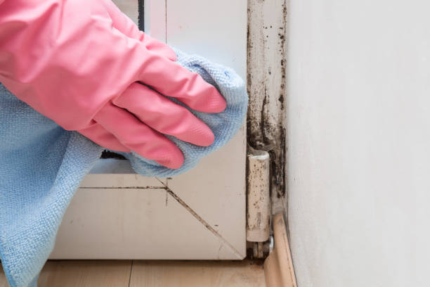 Best Fast Mold Removal  in Muhlenberg Rk, PA