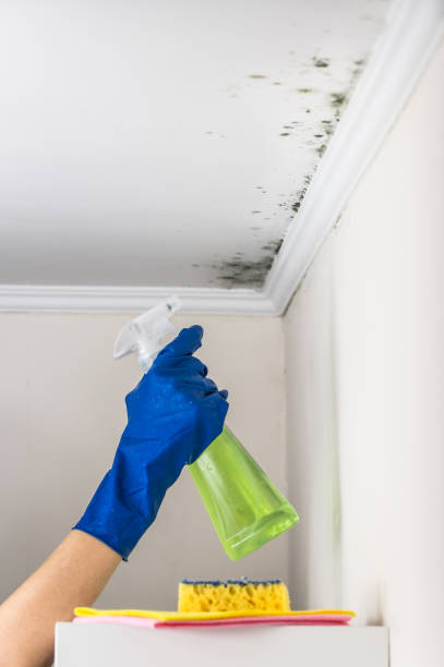 Home Mold Removal in Muhlenberg Park, PA